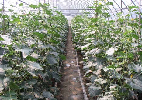 壯農不孤單,8月起新增優惠貸款年齡層額度增1倍利息省1碼
