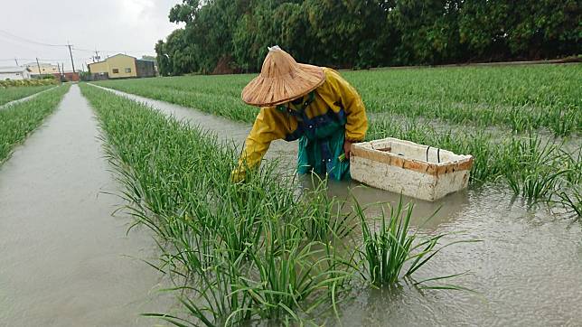 豪雨淹產區北農菜價漲近2成,空心菜、地瓜葉災損最慘