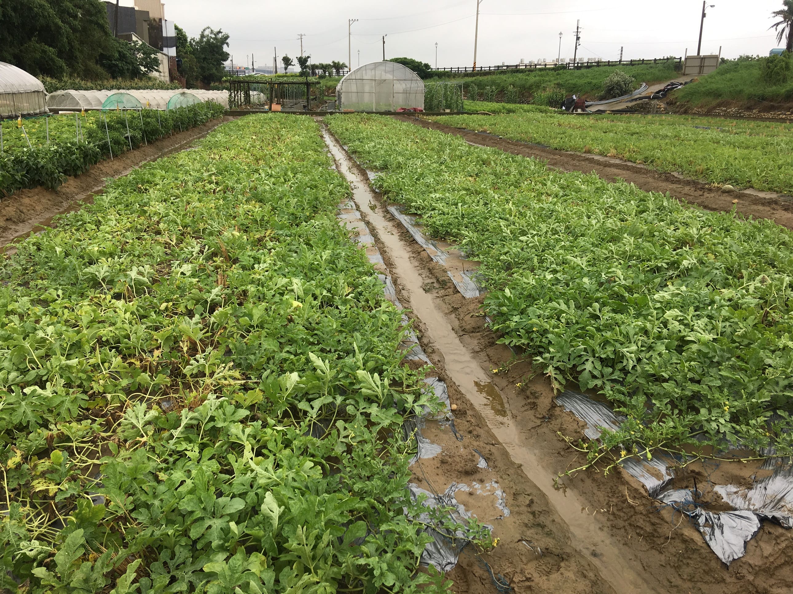 中南部近日持續受大範圍低壓帶影響,農糧署籲請農友趁雨歇排除田間積水及務必注意安全,有農損要通報公所及