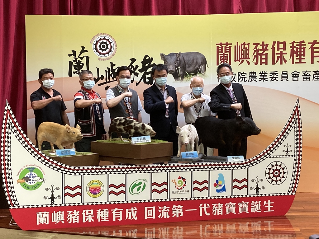 蘭嶼豬保種有成回鄉第一代豬寶寶6月誕生,8月再迎新生兒