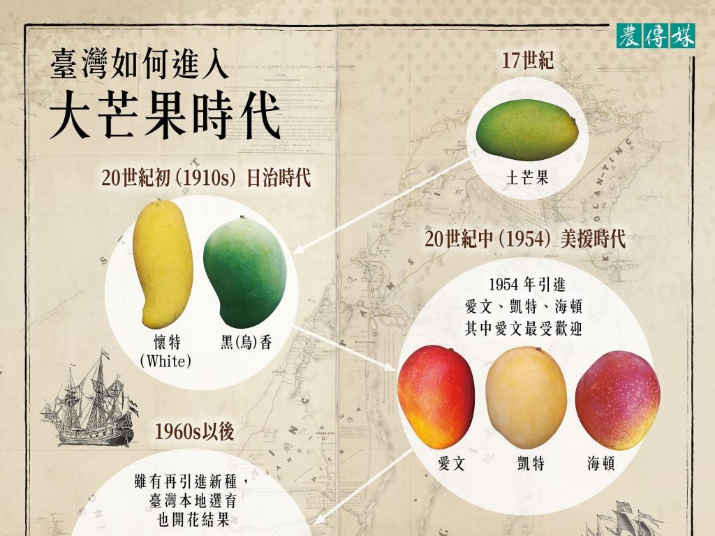 臺灣如何走進大芒果時代