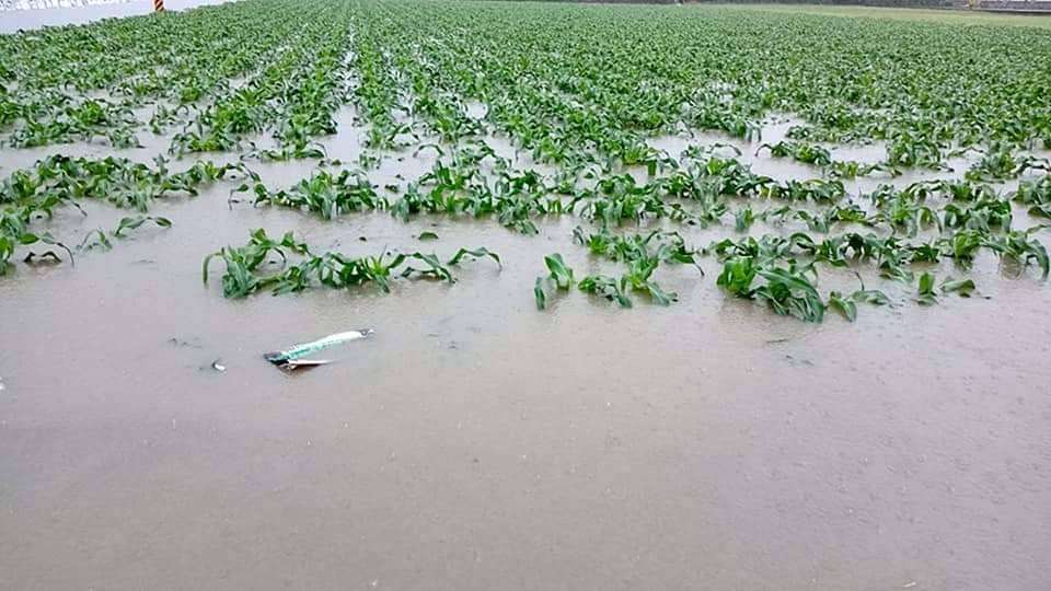 西南氣流豪雨不斷,短短4天農損統計破億元