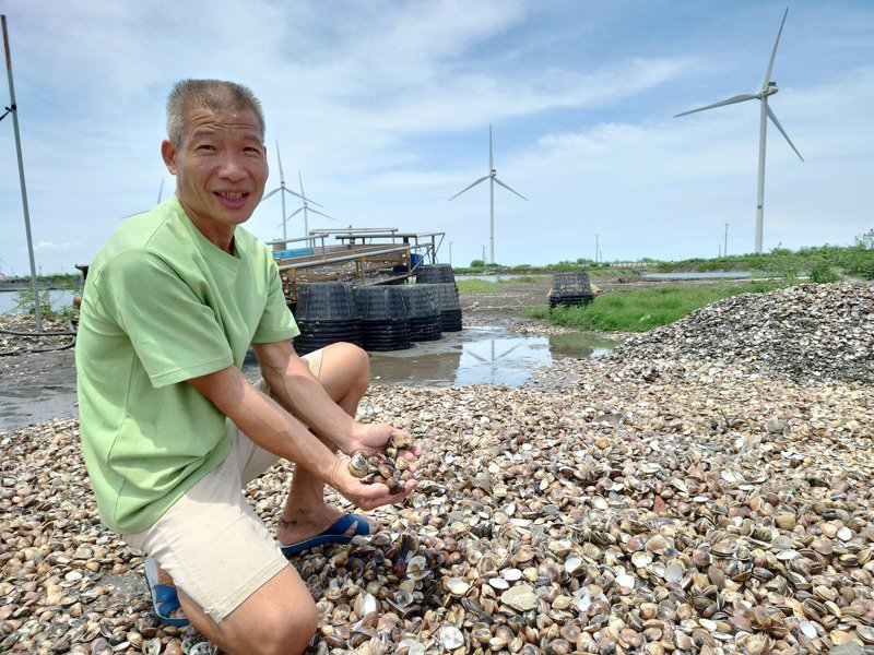 大雨文蛤漲價但逾7成開口笑,養殖戶苦不堪言