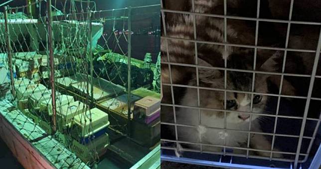 加重走私動植物刑責、強制規範寵物販售出具來源證明,杜絕違法動植物走私行為