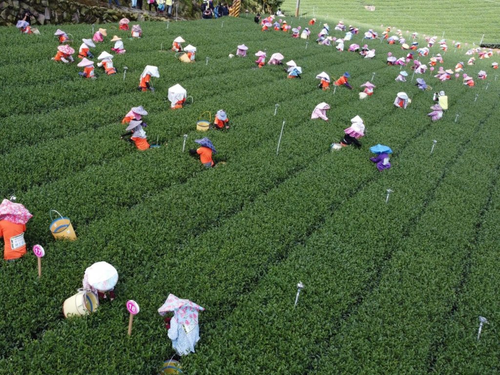 食安辦啟動茶葉產地標示聯合稽查,茶葉DNA、微量元素分析追溯原產地
