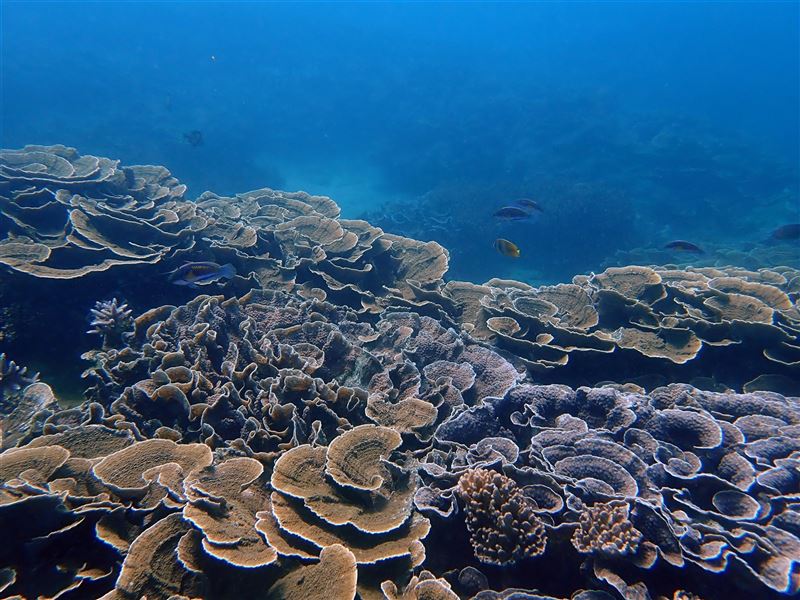 臺灣海域生態調查先期報告,馬公烏崁海域珊瑚覆蓋率高