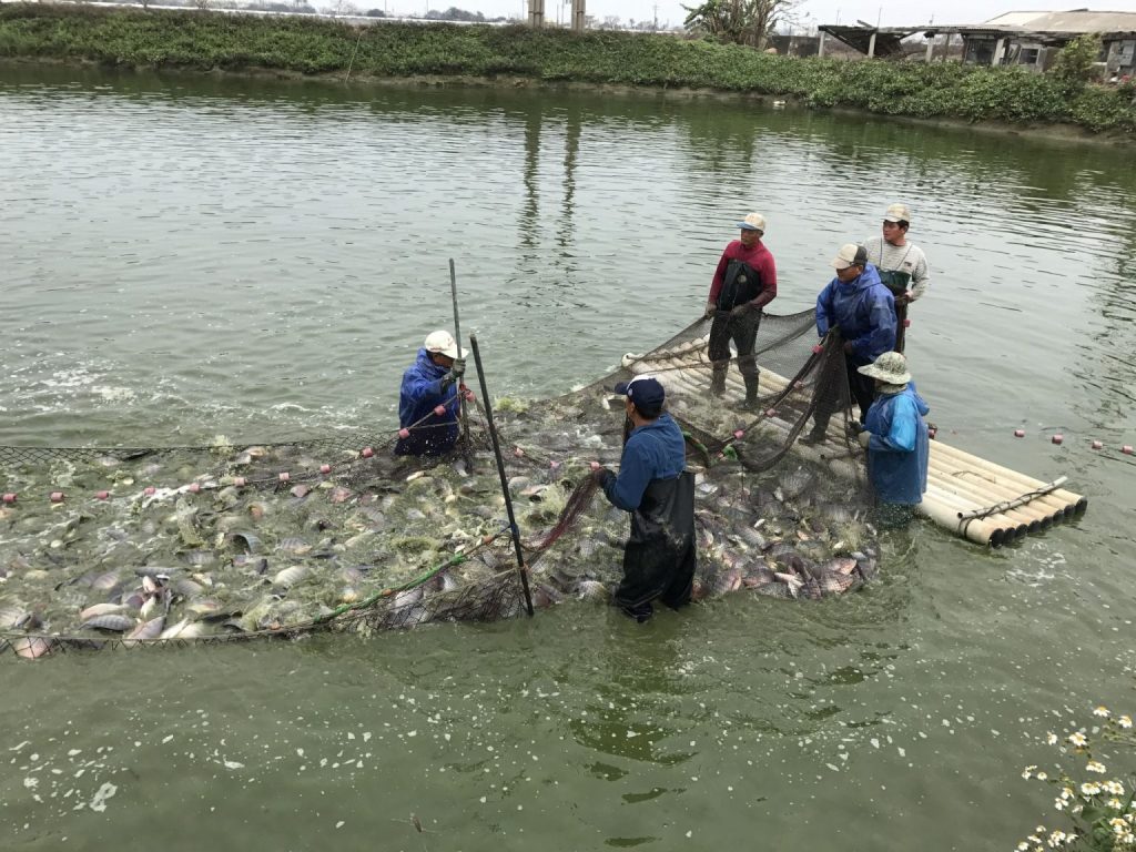 餵乳酸菌B4,吳郭魚免疫力佳、採收提早一個月