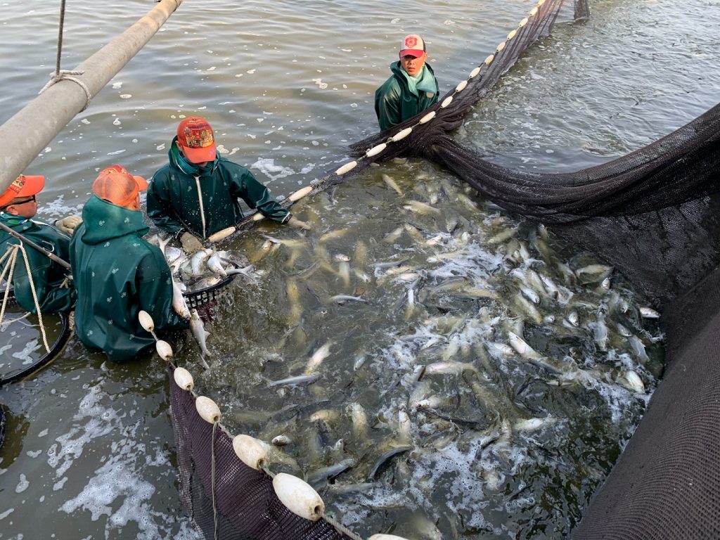 午仔魚養殖能否永續?中國封殺鳳梨、釋迦為鑑,業者應有危機意識