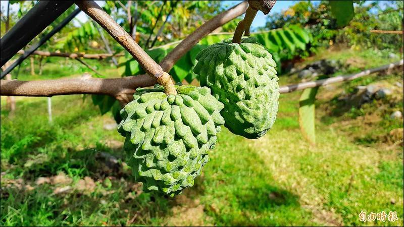 「鳳梨釋迦」越放越甜! 3招掌握最佳賞味期