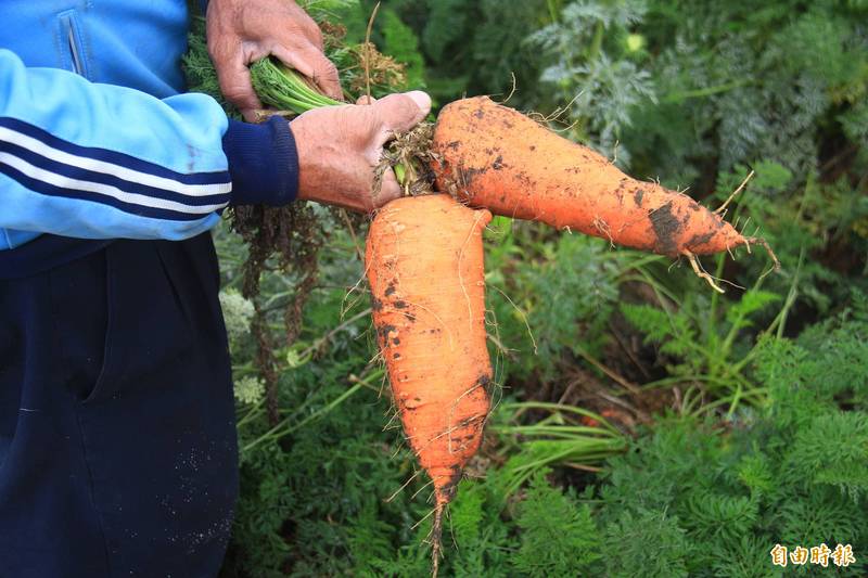 菜梗先別丟廚餘!農糧署教你「以菜生菜」