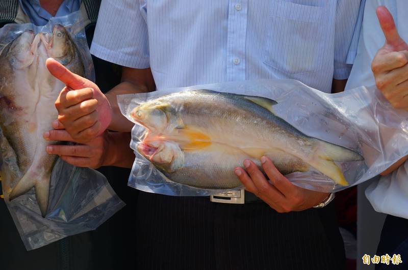 古早人公認最好吃的魚! 午仔魚富含4種營養素