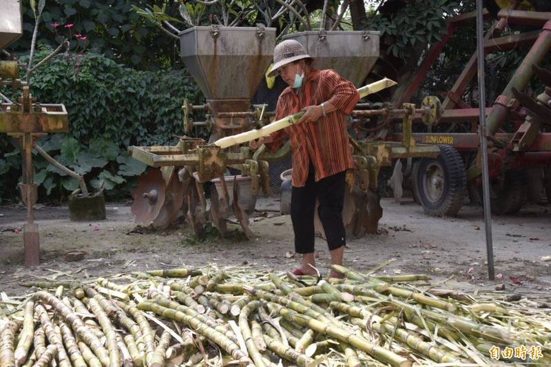 蔬果冷知識!這水果居然是「健康的口香糖」...