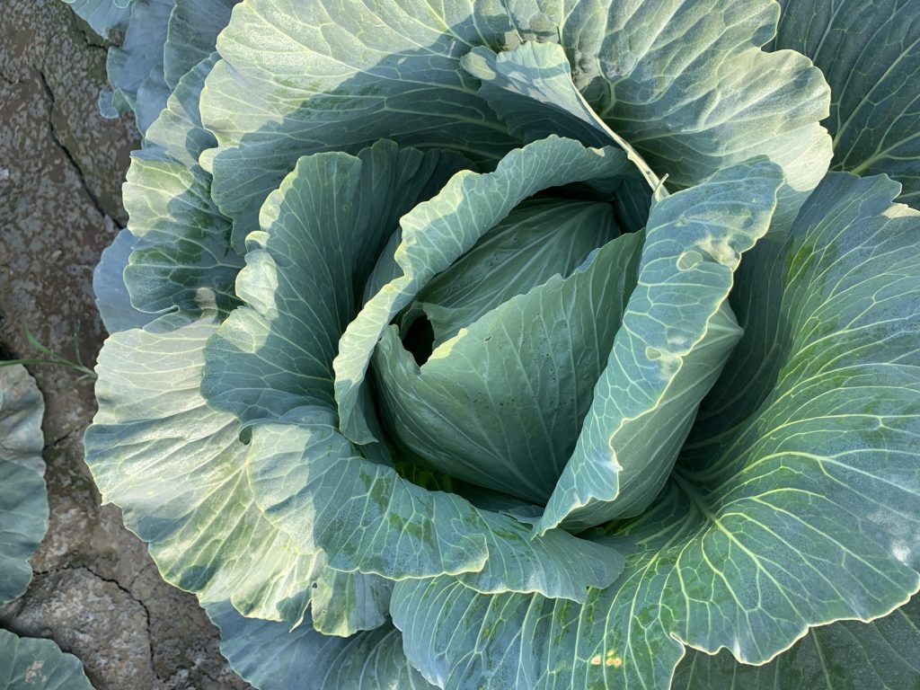 高麗菜菜金菜土年年循環,十大神農:賭的是天氣、老天爺做莊