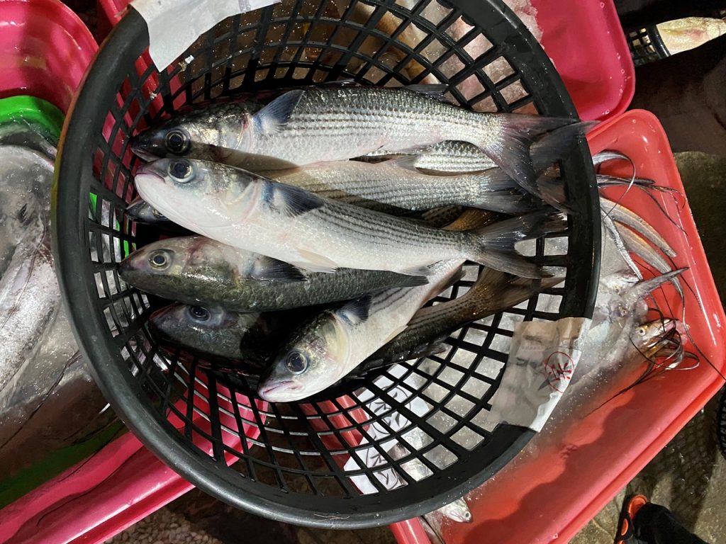 洄游烏魚要來了嗎?水試所利用海溫推估首波漁汛時間點