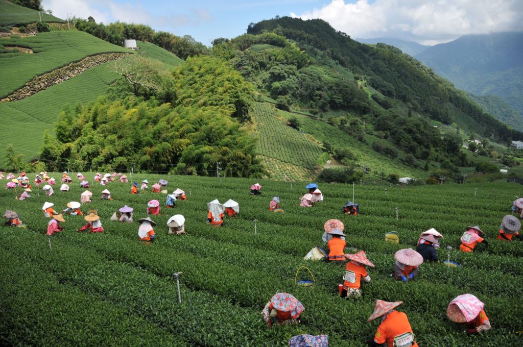 防堵境外茶混茶,國內茶葉競賽首納原產地鑑別抽驗項目