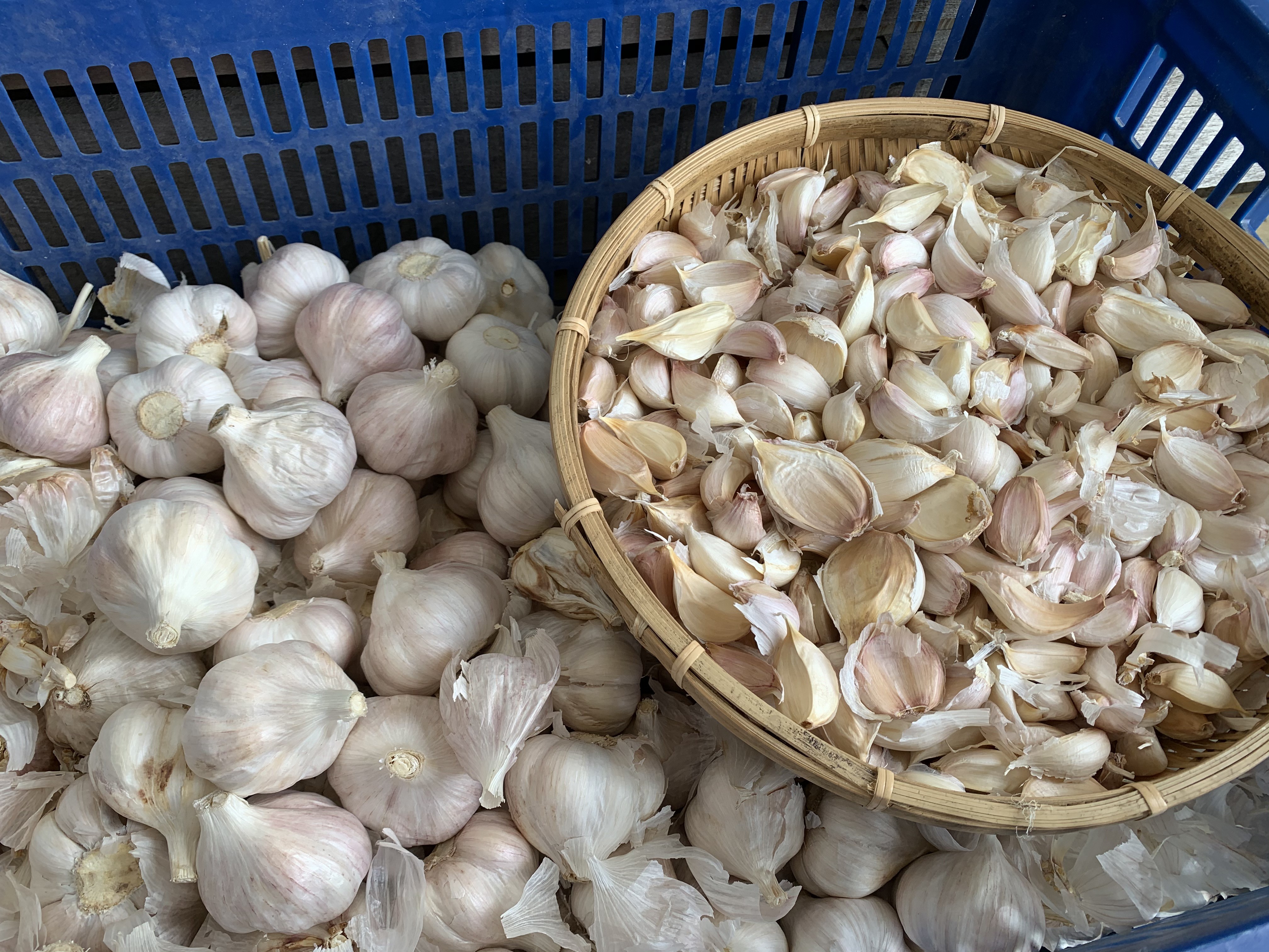媒體報導大蒜偏頗 勿信勿拋售 請烘乾後分批出售確保收益