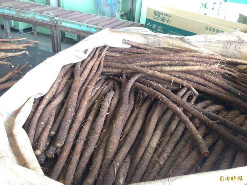 牛蒡產期報到! 3招保存撇步好實用