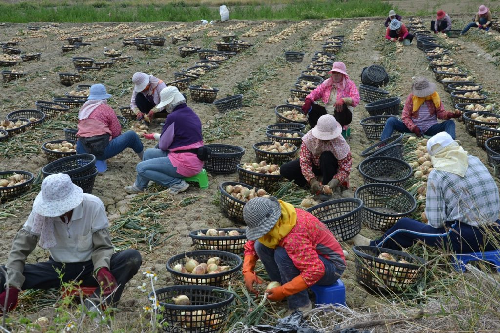 越南洋蔥洗產地疑慮 農委會蒐集產業資料及品種資訊查證