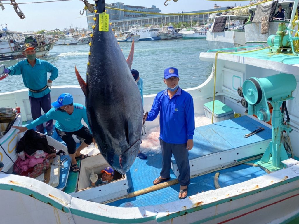 「肚子肥肥」東港第一鮪確認!本周日拍賣 37歲船長小船力搏大魚