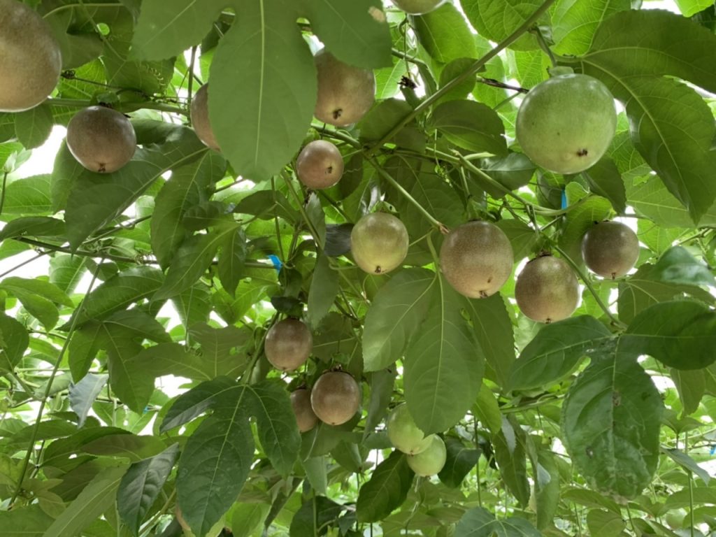 百香果密植疫病增加、用藥又重 疏植栽培產量反多2成